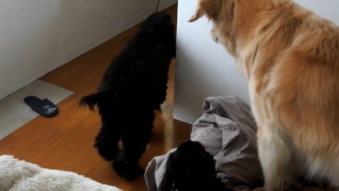 ルーク君をお散歩に誘った時の態度⑩