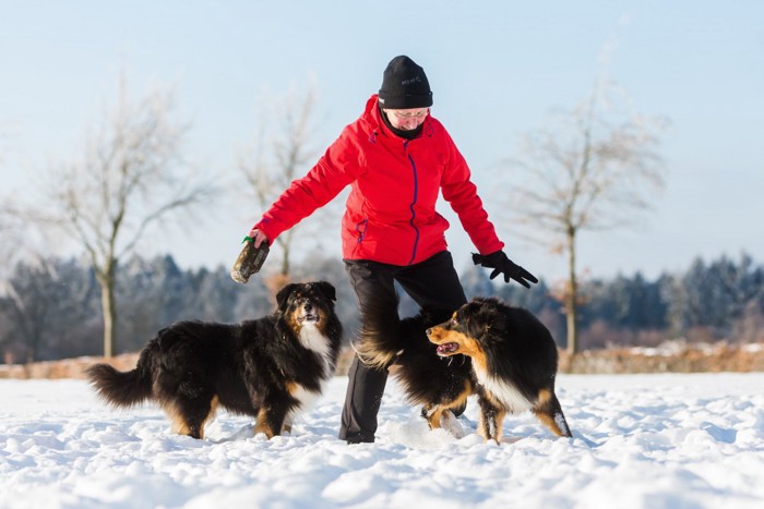 雪の中ではしゃぐ犬