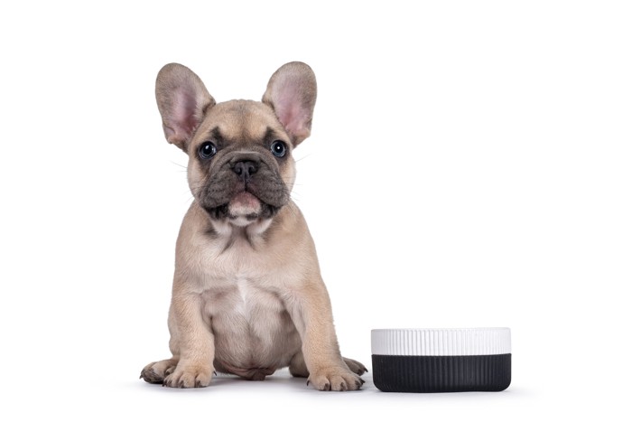 食器の隣に座っているフレンチブルドッグの子犬
