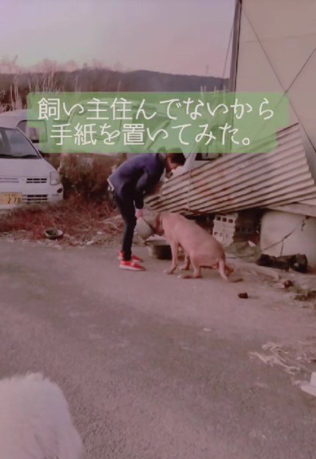 飼い主は敷地内にいない…