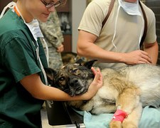 治療を受ける犬