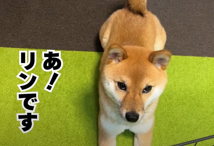 柴犬の先輩「リンちゃん」