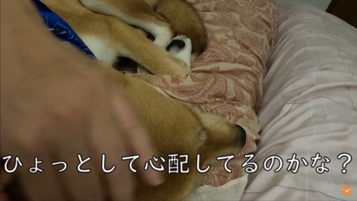 お父さんの看病をするワンジローくん2