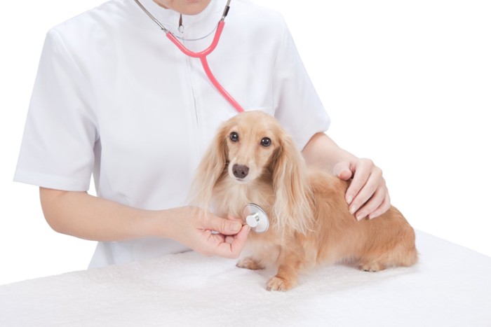聴診器を当てられる犬