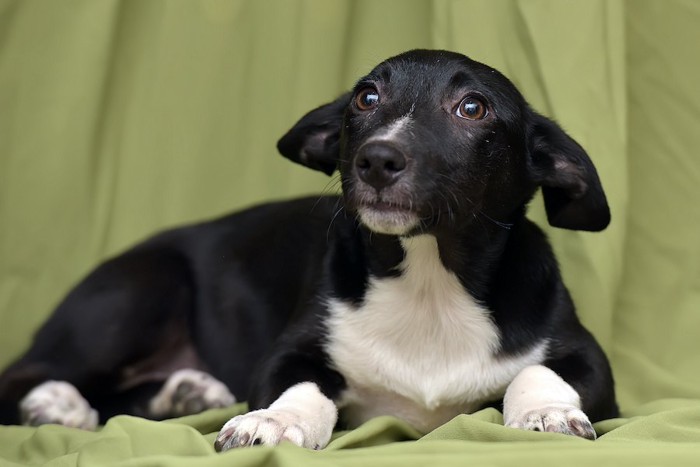 不安な様子で伏せる黒い犬