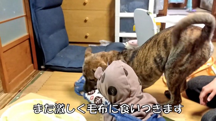 犬化する赤ちゃんとりゅうちゃん10