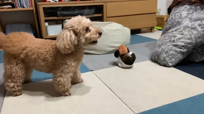 動く犬のおもちゃを見たいちごちゃん＆ミルクくん4