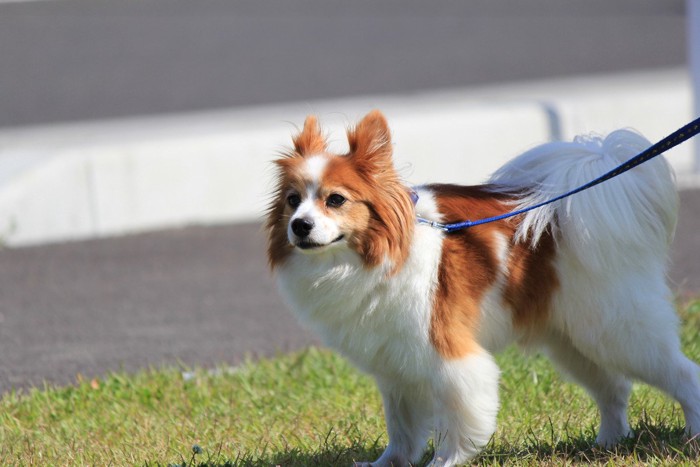 耳を真上に立てる茶白の犬