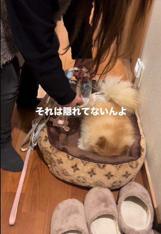 お散歩が嫌で隠れるワンコ5