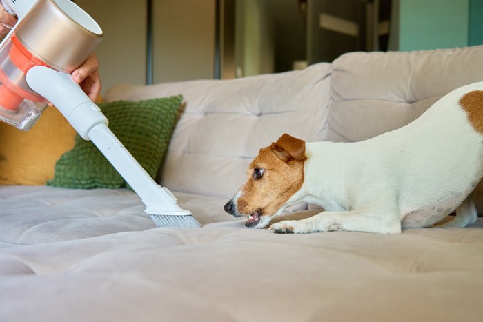 掃除機に吠える犬