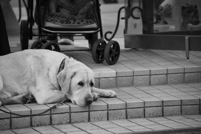 寂しそうに地面に伏せる犬