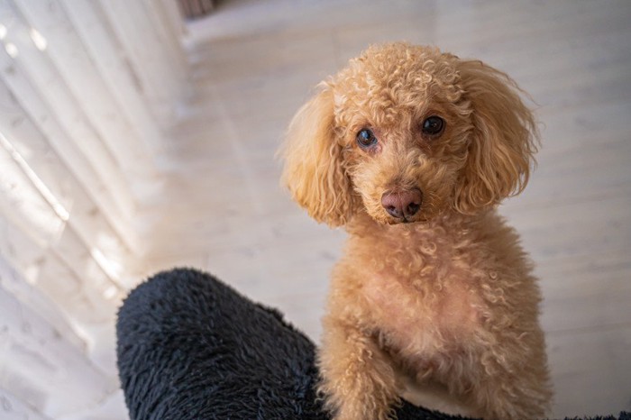 かまって欲しい犬