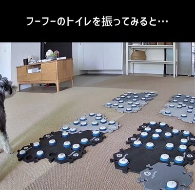 猫のトイレを確認する飼い主