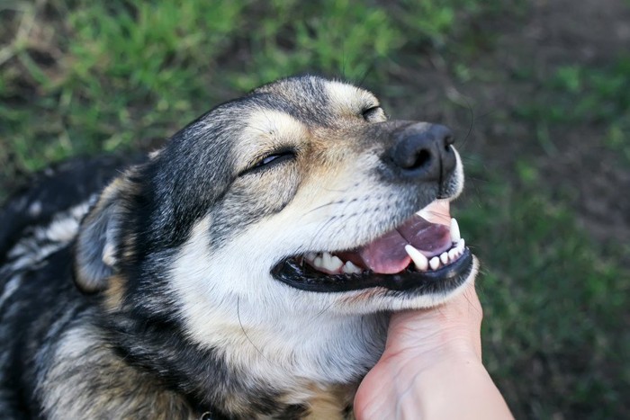 顎の下を撫でられる犬