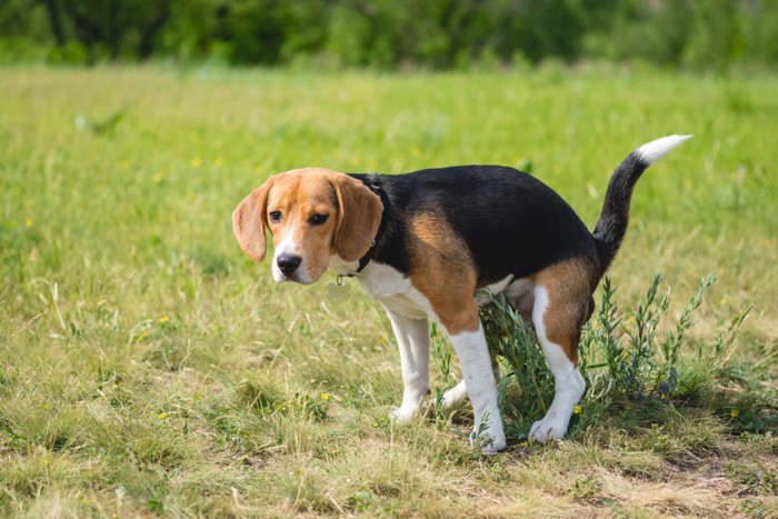ウンチのためにしゃがむ犬