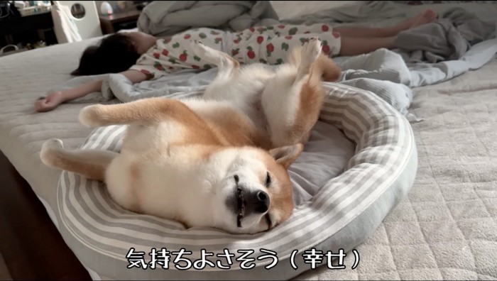 ベッドで眠る犬と女の子