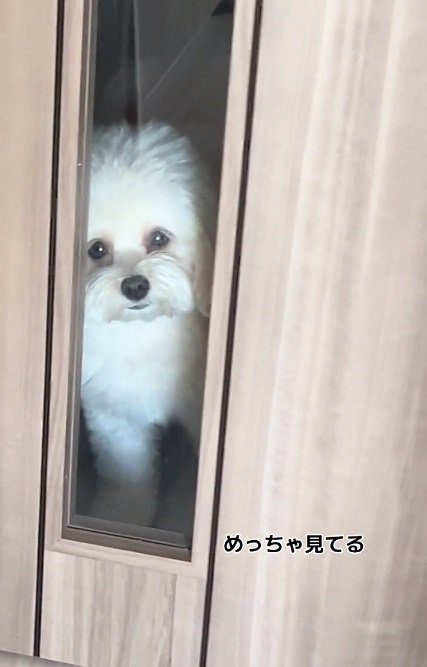瞬きせず見つめるぽてとちゃん