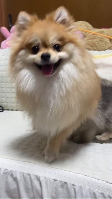 仲良しな2匹の犬