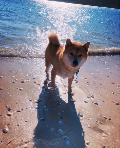 海