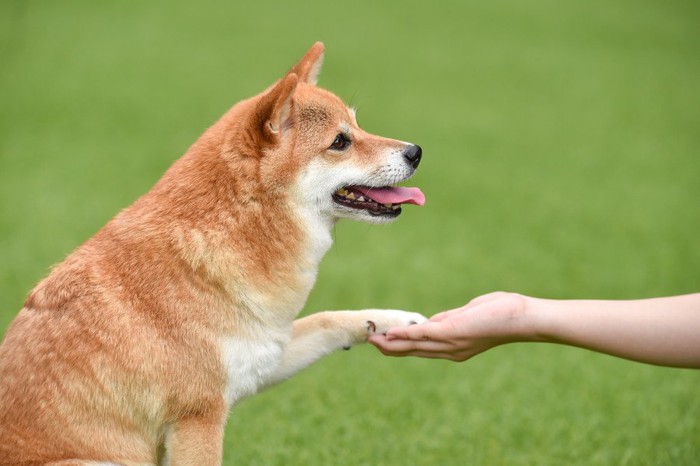 お手をする柴犬、芝生の背景