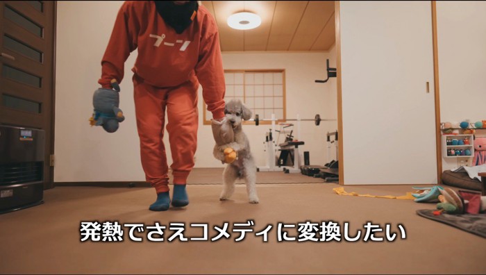 ぬいぐるみを使って犬と遊ぶ飼い主