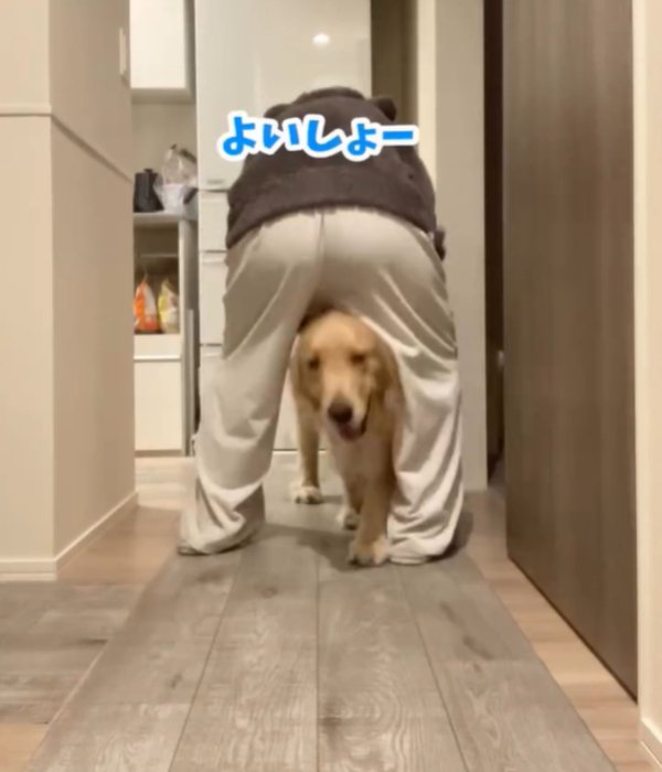 足の間を通り抜ける犬