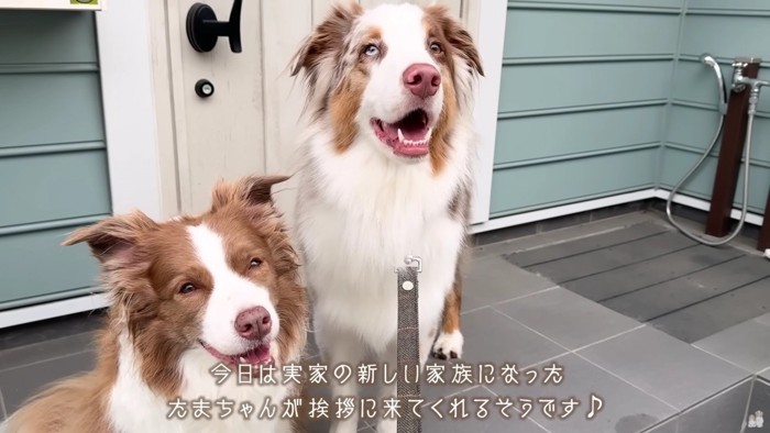 リーリエちゃん＆ガルチェロちゃん