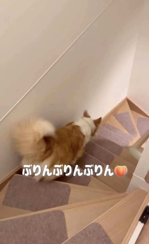 階段を降りる犬