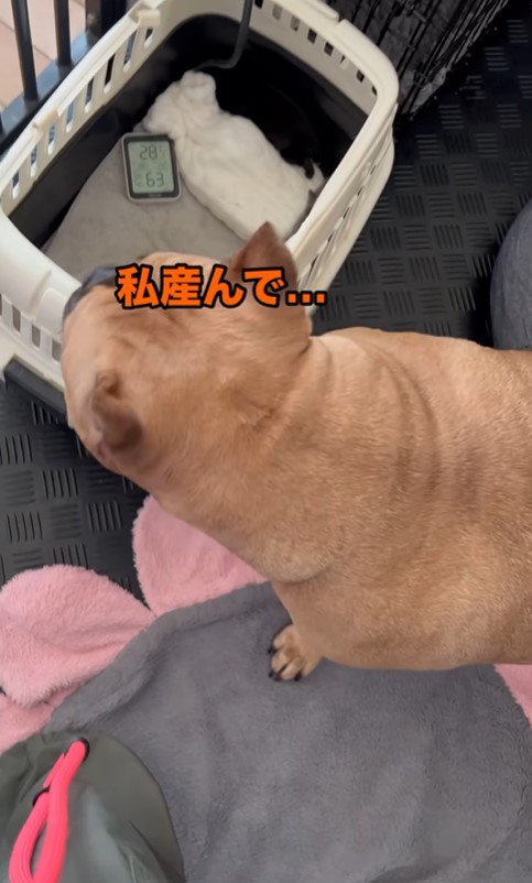 ラブちゃんと子犬の面会7