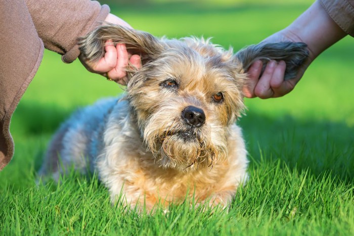 両方の耳を触られている犬