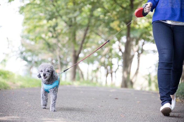 伸縮リードの犬