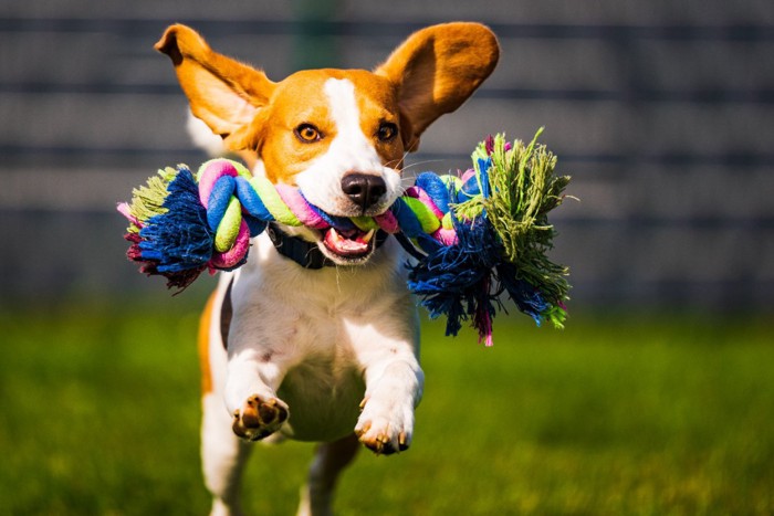 ロープのおもちゃを咥えて走る犬