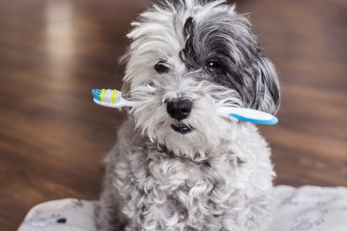 歯ブラシをくわえる犬