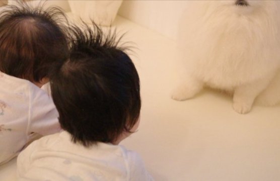 ポメ