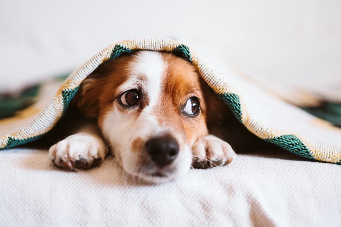 布の下にいる犬