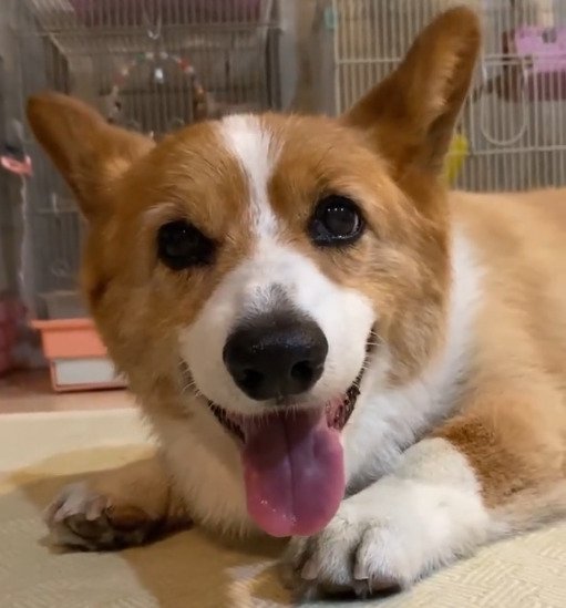 ニコニコ