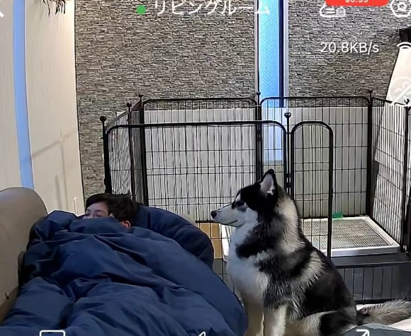 ガン見し続けるアイスくん