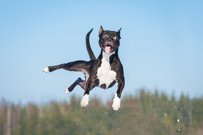 飛び跳ねる犬