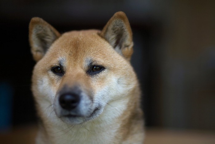 柴犬の顔のアップ