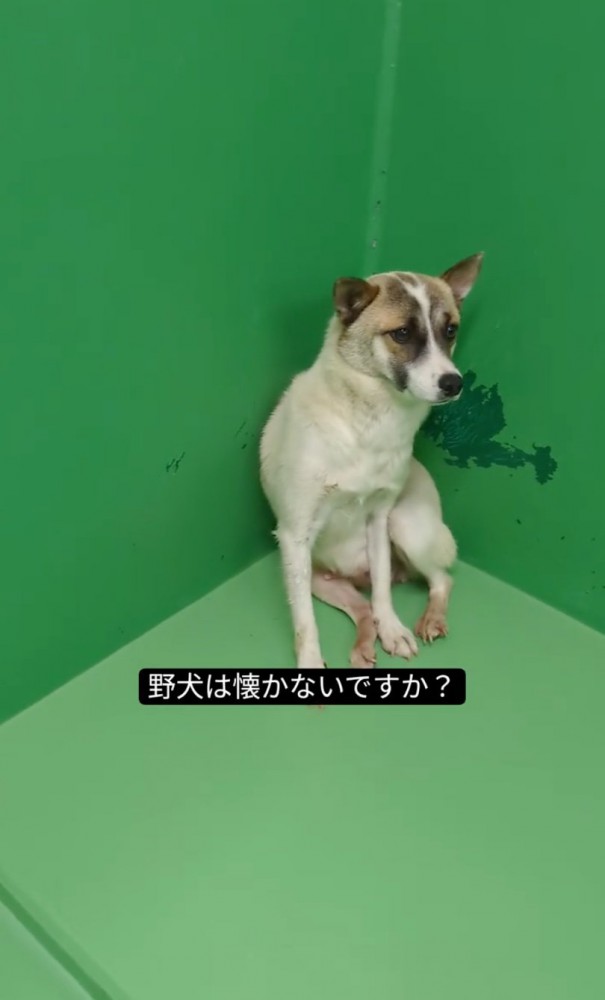 部屋の隅っこに座る犬