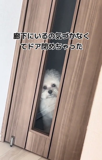 じっと見つめるぽてとちゃん