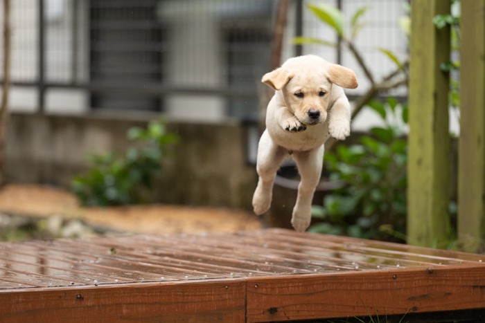 ジャンプしている子犬