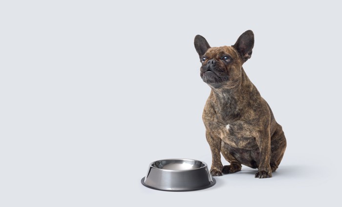 空の食器の前に座ってフードを待っている犬