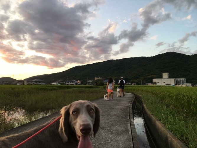 夕陽にワイマラナー