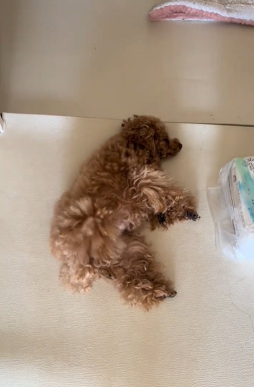 足を上げる犬