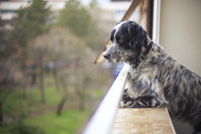 ベランダから身を乗り出して外を見る犬