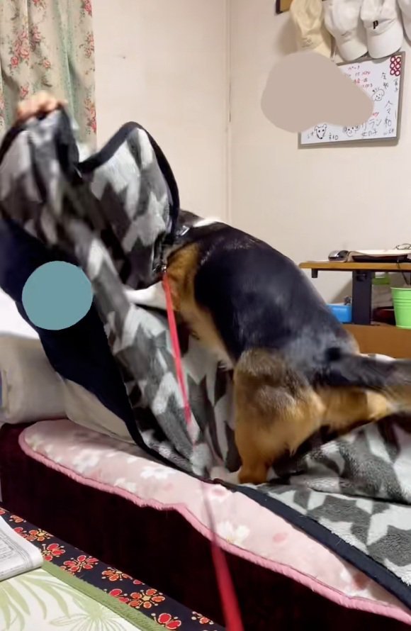 暴れるさらんちゃん