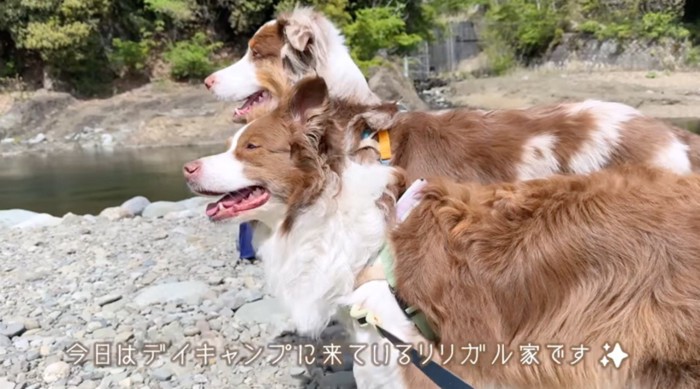 川辺に立つ2頭の犬