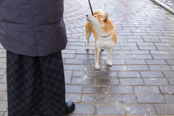 立ち止まる柴犬
