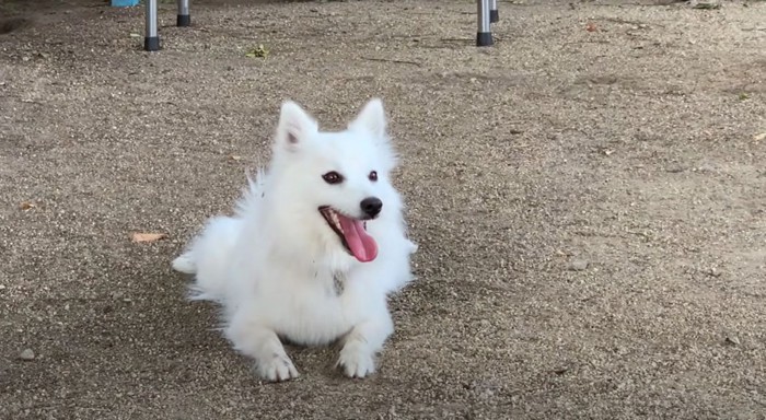 地面に伏せる犬